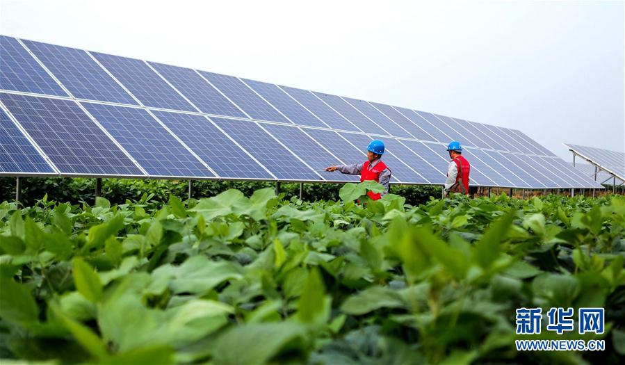 (經(jīng)濟(jì))(1)河北魏縣:“農(nóng)光互補”助農(nóng)增收