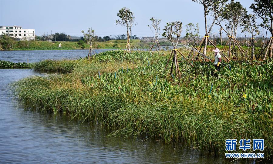 （環(huán)境）（4）海口江東新區(qū)生態(tài)修復