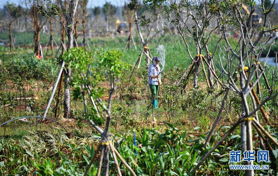 （環(huán)境）（5）海口江東新區(qū)生態(tài)修復